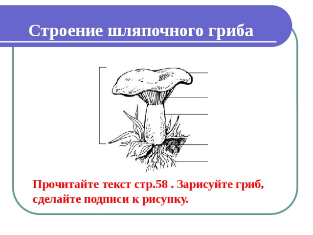 Строение шляпочного гриба Прочитайте текст стр.58 . Зарисуйте гриб, сделайте подписи к рисунку. 