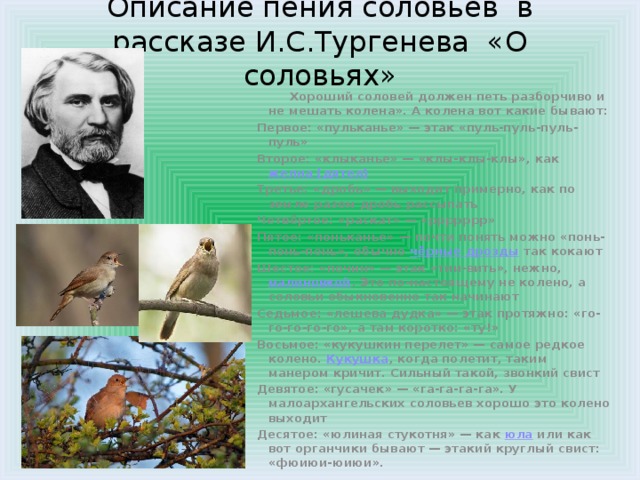 Поставь пение соловьев. Описание пения соловья. Описание пения соловья сочинение. В чем особенности Соловьиного пения. Как описать пение соловья.