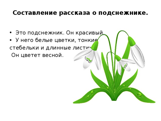 Подснежник составить слова. Строение подснежника. Строение подснежника для детей. Легенда о подснежнике для детей. Рассказ о подснежнике.