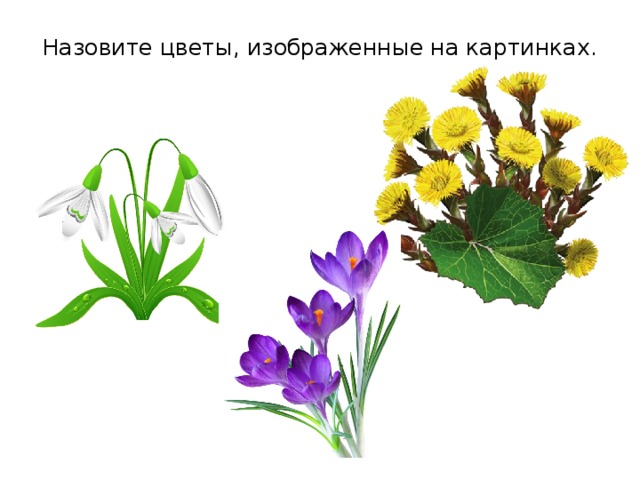 Первые весенние цветы презентация