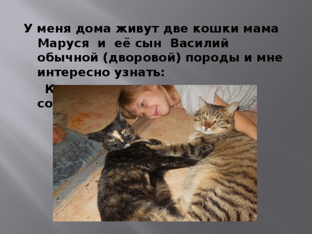 У меня дома живут две кошки мама Маруся и её сын Василий обычной (дворовой) породы и мне интересно узнать:  Кто же из них умнее, сообразительнее? 