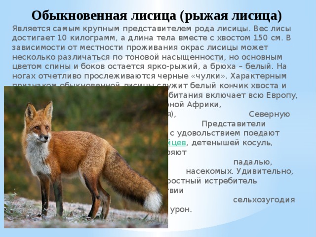 Рыжая лисица падеж. Длина тела лисицы. Лисица описание. Вес лисы. Лиса для презентации.