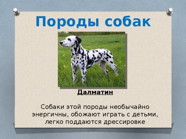 Рассмотрите фотографию собаки породы далматин