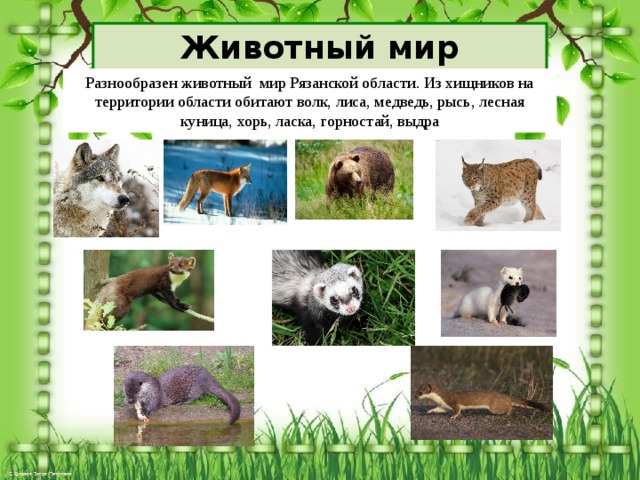 Животный мир родного края 2 класс