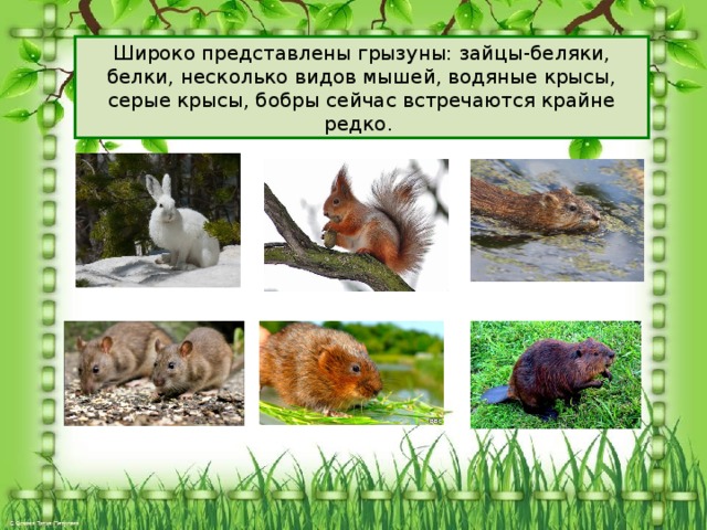 Широко представлены грызуны: зайцы-беляки, белки, несколько видов мышей, водяные крысы, серые крысы, бобры сейчас встречаются крайне редко. 