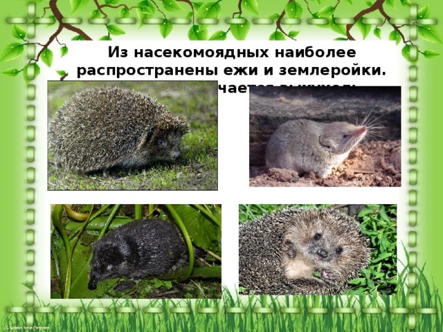 Из насекомоядных наиболее распространены ежи и землеройки. Иногда встречается выхухоль 