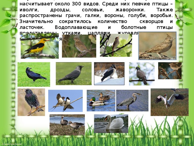 Фауна птиц отличается большим разнообразием и насчитывает около 300 видов. Среди них певчие птицы – иволги, дрозды, соловьи, жаворонки. Также распространены грачи, галки, вороны, голуби, воробьи. Значительно сократилось количество скворцов и ласточек. Водоплавающие и болотные птицы представлены утками, цаплями, журавлями, дикими гусями и лебедями. 