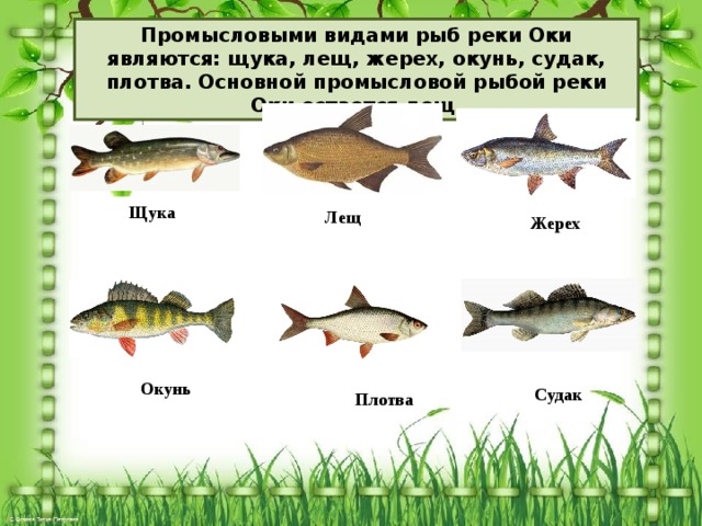 Рыбы реки ока фото и названия