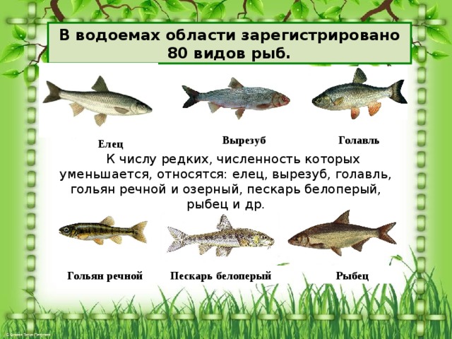 Какая самая пресноводная рыба в калининградской области. Рыбы Калининградской области. Пресноводные рыбы Калининградской области. Речная рыба Калининградской области. Виды рыб, родного края.