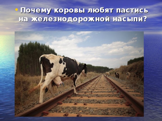 Почему коровы любят пастись на железнодорожной насыпи?  