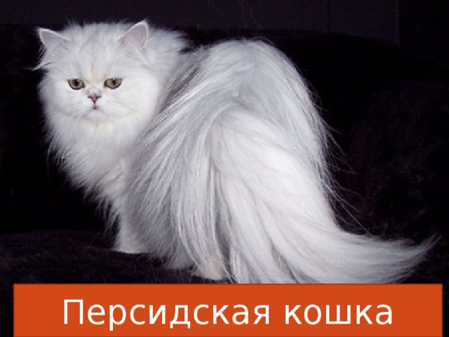 Персидская кошка 