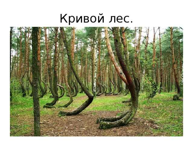 Кривой лес. 