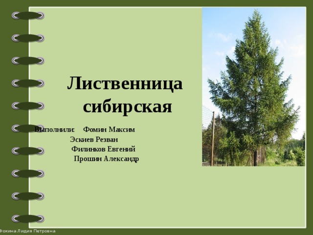 Какой тип питания характерен для лиственницы курильской изображенной на рисунке