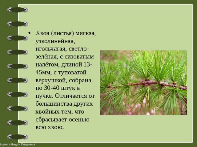 Длина хвои. Листья и хвоинки. Иголки хвоинки в пучок. Хвоинки это листья или иголки или. Хвоинки это иголки.