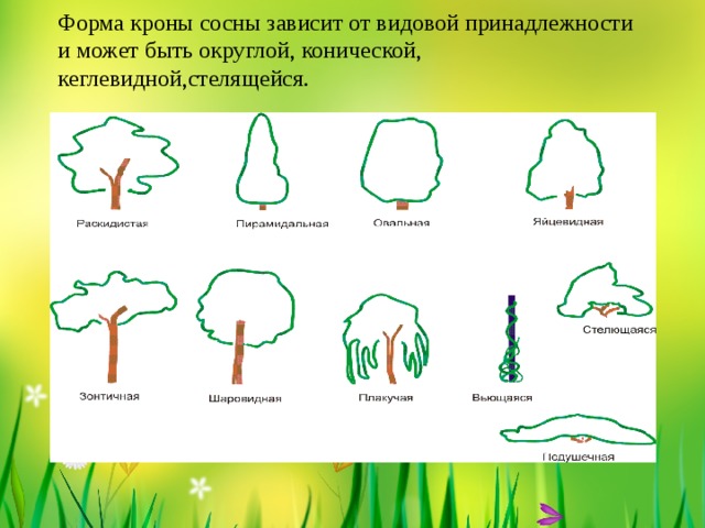 Форма сосны и ели. Форма кроны у сосны. Ель форма кроны. Форма кроны у сосны ели и лиственницы. Форма кроны сосны обыкновенной.