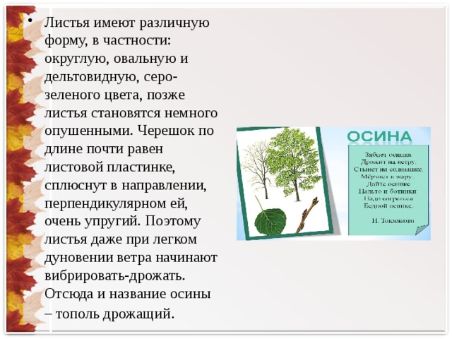 Лист имеет. Длина листовой пластинки дрожащего тополя. Листья осины имеют разную форму. Лист имеет форму. От чего листья имеют цвет.