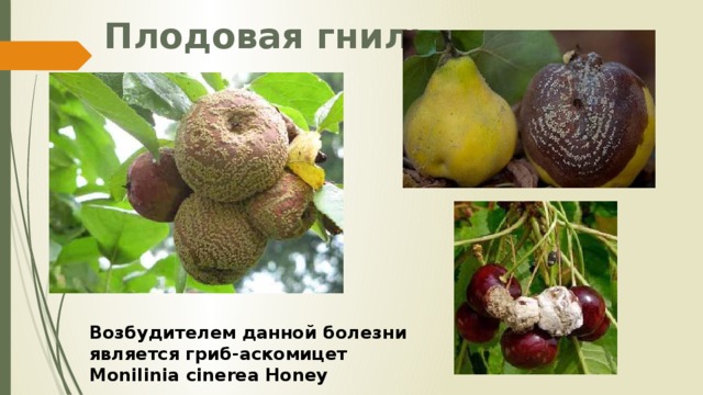 Плодовая гниль Возбудителем данной болезни является гриб-аскомицет Monilinia cinerea Honey 