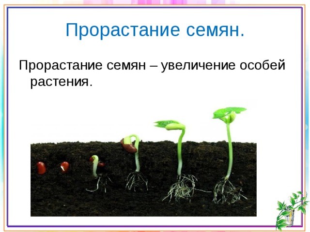 Прорастание семян. Прорастание семян – увеличение особей растения. 