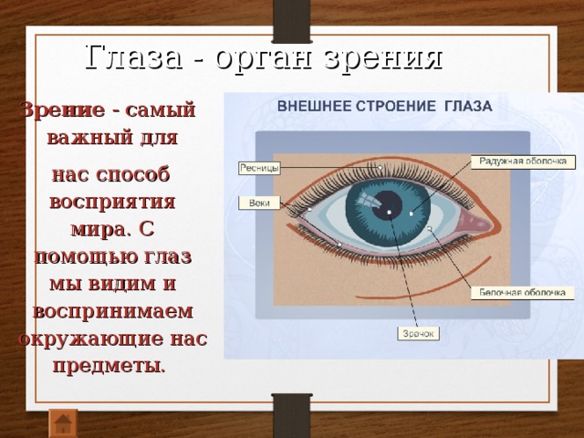 Глаза - орган зрения Зрение - самый важный для  нас способ восприятия мира. С помощью глаз мы видим и воспринимаем окружающие нас предметы. 