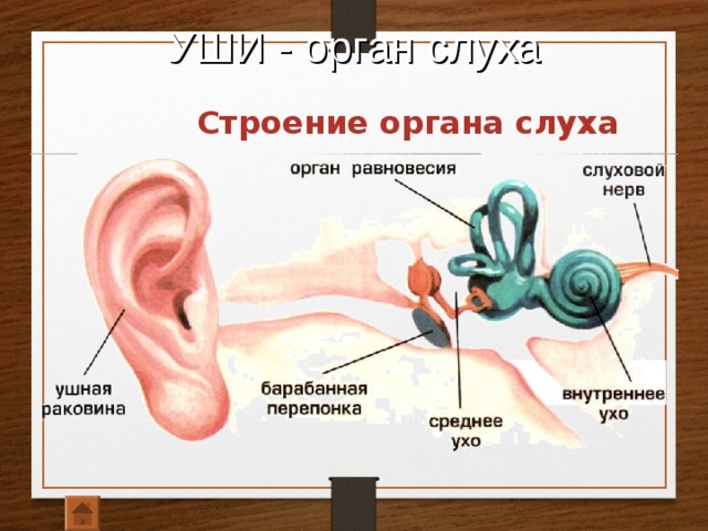УШИ - орган слуха  Строение органа слуха  