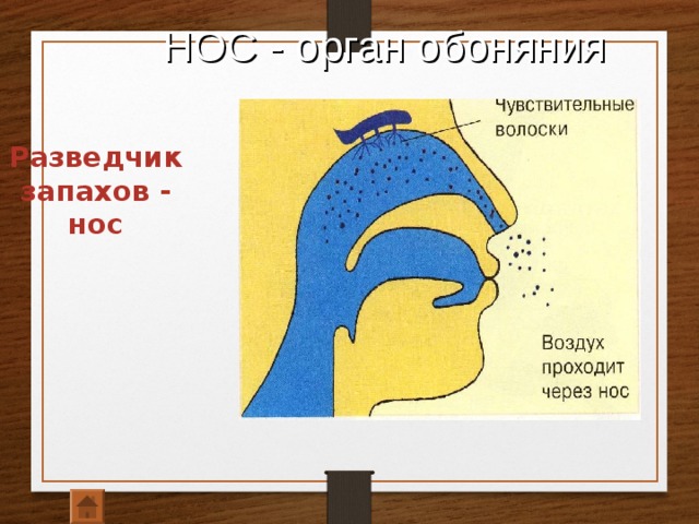 Проходящий воздух. Воздух проходит через нос. Как проходит воздух через нос. Воздух проходя через нос. Как изменится воздух пройдя через нос.