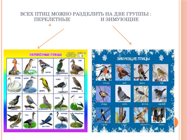 Презентация на тему: Перелетные и зимующие птицы.