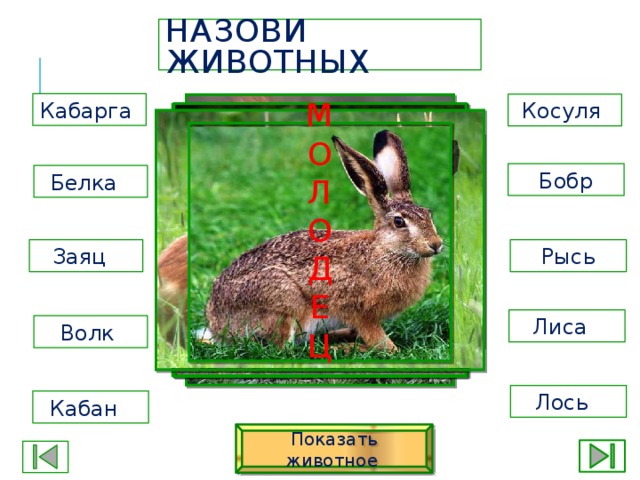 Заяц какой лиса какая. Кабан и заяц. Косуля,кабарга,заяц,волк,лиса. Заяц косуля. Белка косуля заяц.