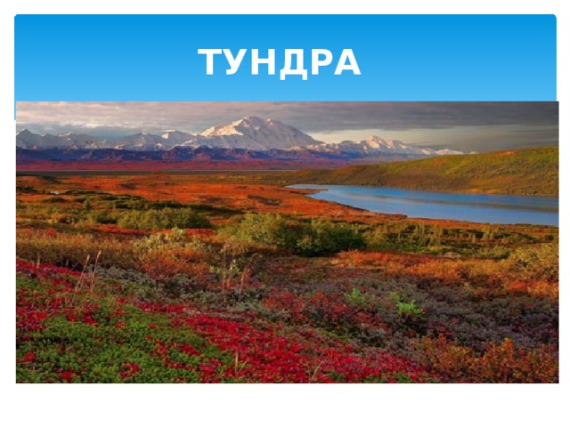 ТУНДРА  