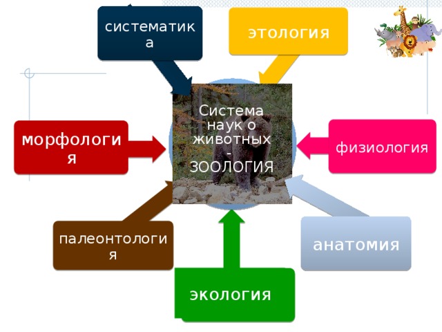 систематика этология Система наук о животных - ЗООЛОГИЯ физиология морфология анатомия палеонтология экология 