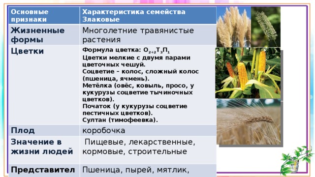 Основные признаки Характеристика семейства Злаковые Жизненные формы Многолетние травянистые растения Цветки Плод Формула цветка: О 2+2 Т 3 П 1 коробочка Значение в жизни людей Цветки мелкие с двумя парами цветочных чешуй. Пищевые, лекарственные, кормовые, строительные Соцветие – колос, сложный колос (пшеница, ячмень). Представители Метёлка (овёс, ковыль, просо, у кукурузы соцветие тычиночных цветков). Пшеница, пырей, мятлик, костер. Початок (у кукурузы соцветие пестичных цветков). Султан (тимофеевка). 