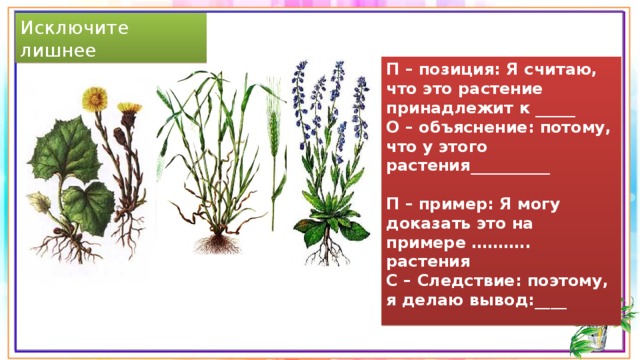 Исключите лишнее П – позиция: Я считаю, что это растение принадлежит к _____ О – объяснение: потому, что у этого растения__________ П – пример: Я могу доказать это на примере ……….. растения С – Следствие: поэтому, я делаю вывод:____ 