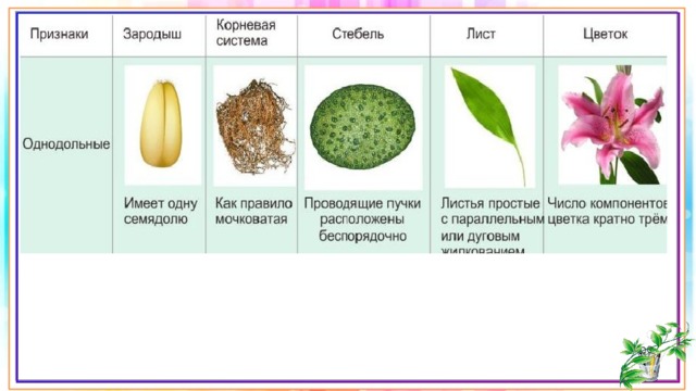 Однодольные растения картинки