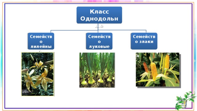 Класс Однодольные Семейство лилейные Семейство луковые Семейство злаки 