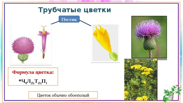 Трубчатые цветки Пестик Формула цветка: *Ч 0 Л (5) Т (5) П 1 Цветок обычно обоеполый 