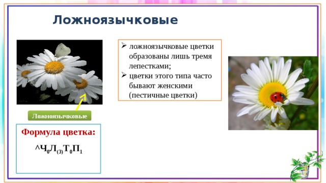 Ложноязычковые  ложноязычковые цветки  образованы лишь тремя  лепестками;  цветки этого типа часто  бывают женскими  (пестичные цветки) Ложноязычковые Формула цветка: ^Ч 0 Л (3) Т 0 П 1  