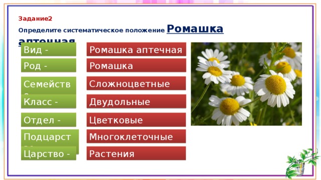 Систематику одуванчика лекарственного