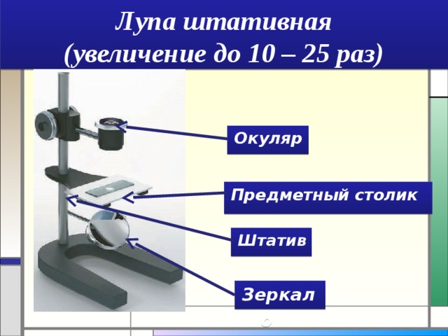 Лупа штативная  (увеличение до 10 – 25 раз) Окуляр Предметный столик Штатив Зеркало  