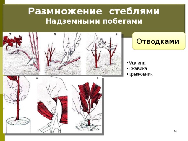 Размножение стеблями Надземными побегами  Отводками Малина Ежевика Крыжовник 13 