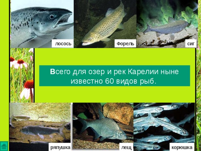   лосось сиг Форель В сего для озер и рек Карелии ныне известно 60 видов рыб. ряпушка лещ корюшка 