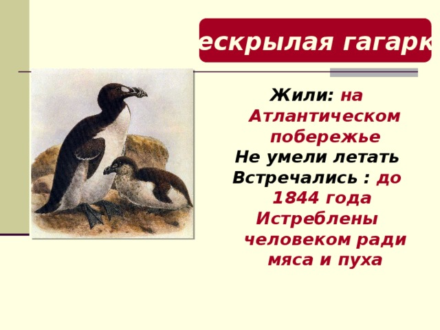 Бескрылая гагарка Жили: на Атлантическом побережье Не умели летать Встречались : до 1844 года Истреблены человеком ради мяса и пуха   