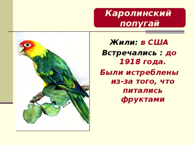 Каролинский попугай Жили: в США Встречались : до 1918 года. Были истреблены из-за того, что питались фруктами  