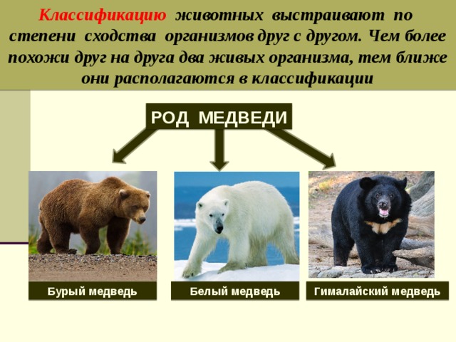 Классификацию животных выстраивают по степени сходства организмов друг с другом.  Чем более похожи друг на друга два живых организма, тем ближе они располагаются в классификации РОД МЕДВЕДИ Бурый медведь Белый медведь Гималайский медведь 
