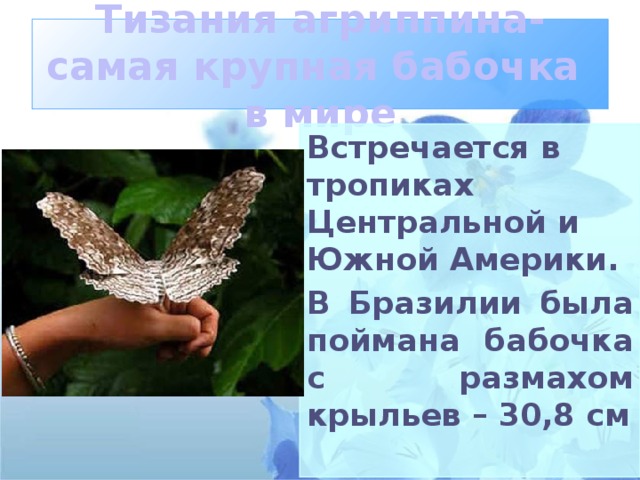 Тизания агриппина-самая крупная бабочка в мире Встречается в тропиках Центральной и Южной Америки. В Бразилии была поймана бабочка с размахом крыльев – 30,8 см 