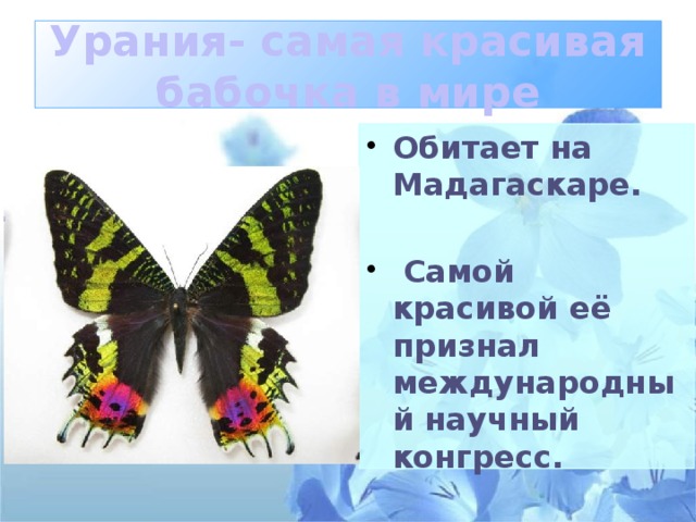 Урания- самая красивая бабочка в мире Обитает на Мадагаскаре.   Самой красивой её признал международный научный конгресс. 