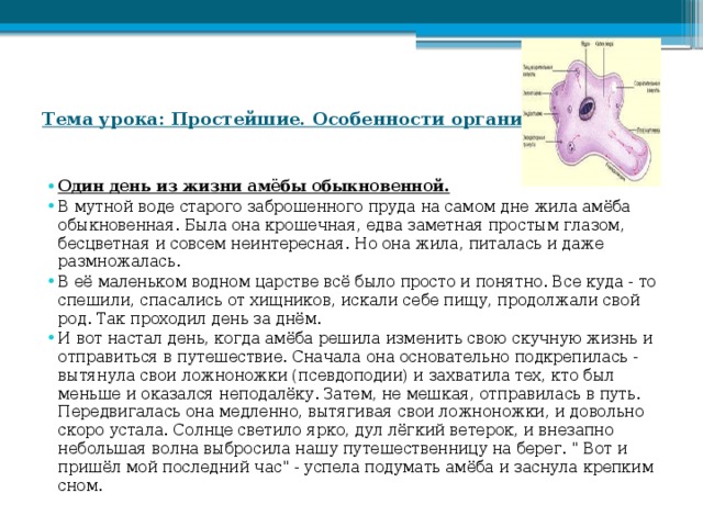 Тема урока: Простейшие. Особенности организации.   Один день из жизни амёбы обыкновенной. В мутной воде старого заброшенного пруда на самом дне жила амёба обыкновенная. Была она крошечная, едва заметная простым глазом, бесцветная и совсем неинтересная. Но она жила, питалась и даже размножалась. В её маленьком водном царстве всё было просто и понятно. Все куда - то спешили, спасались от хищников, искали себе пищу, продолжали свой род. Так проходил день за днём. И вот настал день, когда амёба решила изменить свою скучную жизнь и отправиться в путешествие. Сначала она основательно подкрепилась - вытянула свои ложноножки (псевдоподии) и захватила тех, кто был меньше и оказался неподалёку. Затем, не мешкая, отправилась в путь. Передвигалась она медленно, вытягивая свои ложноножки, и довольно скоро устала. Солнце светило ярко, дул лёгкий ветерок, и внезапно небольшая волна выбросила нашу путешественницу на берег. 