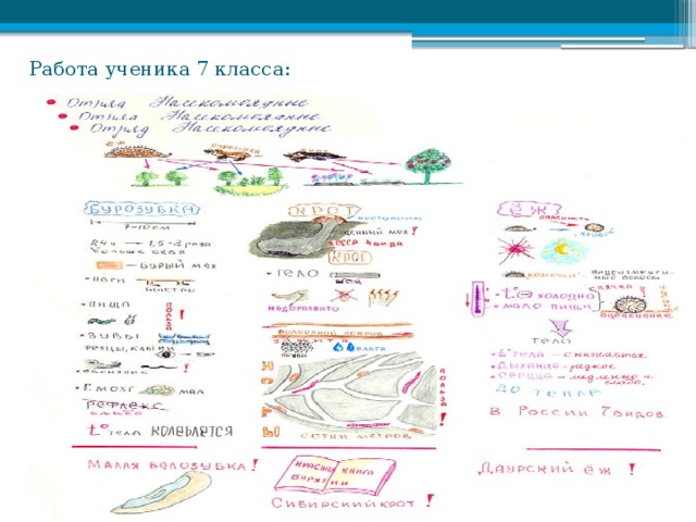 Работа ученика 7 класса: 