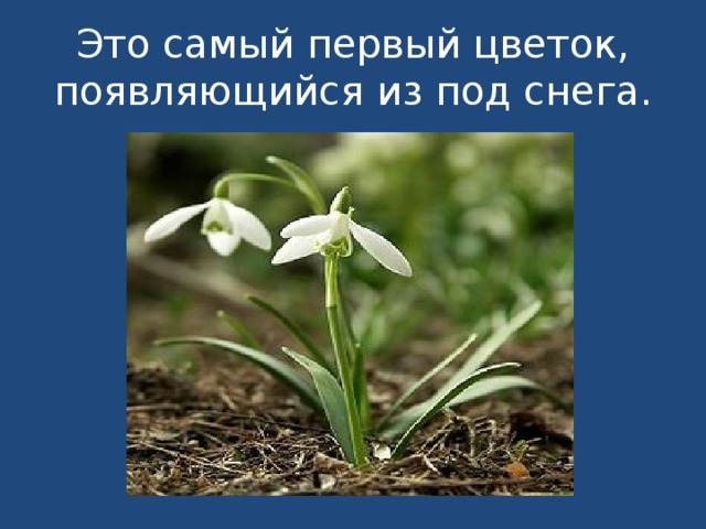 Это самый первый цветок, появляющийся из под снега. 