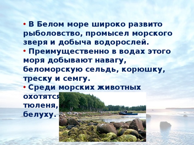 Сообщение о белом море. Особенности белого мор. Белое море доклад. Особенности белого моря.