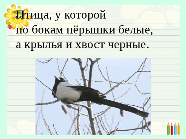 Птица, у которой  по бокам пёрышки белые,  а крылья и хвост черные.   
