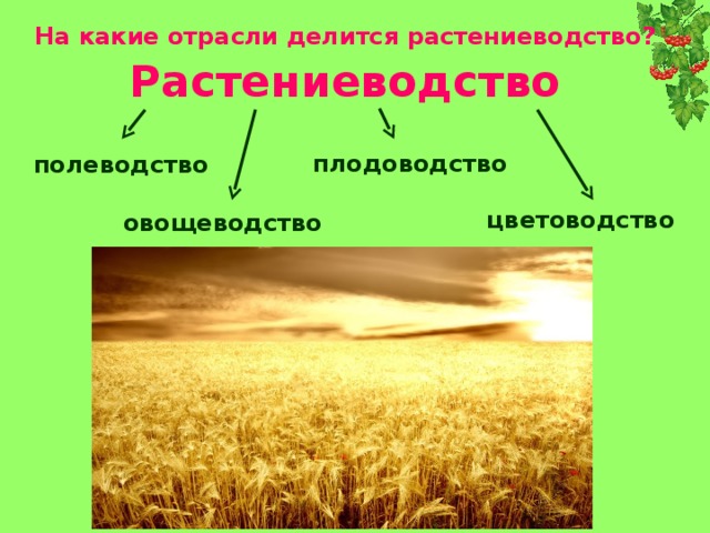 Основные отрасли растениеводства. Отрасли растениеводства. Растениеводство делится на отрасли. Цветоводство отрасль растениеводства. Отрасли растениеводства Полеводство.